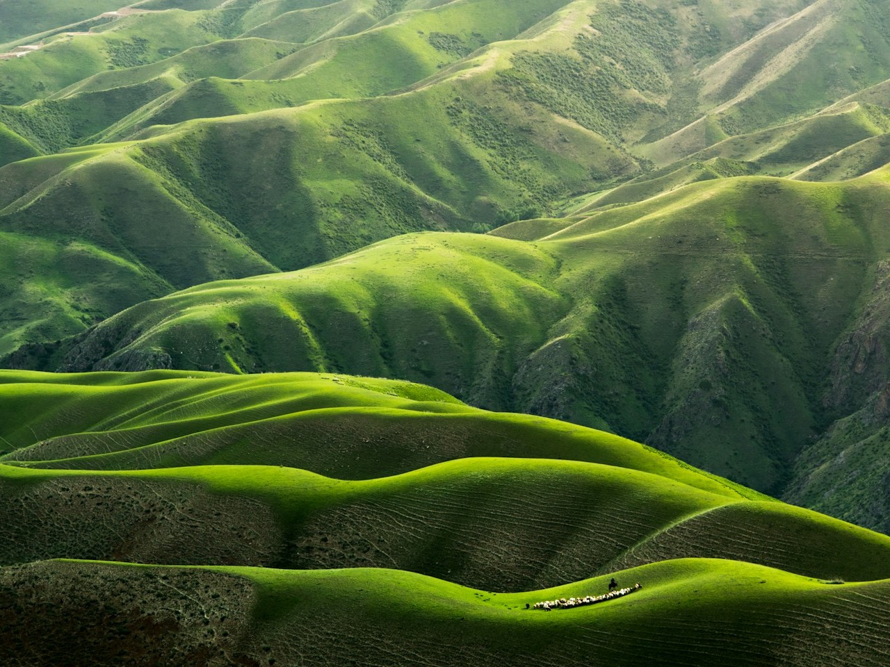 Il colore verde: vita, natura e speranza